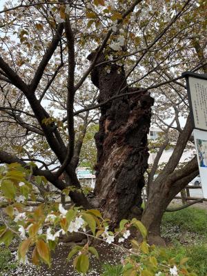 4月11日写真：ハタザクラの幹
