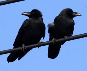 カラスの写真