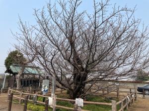 ハタザクラ全景（3月26日）