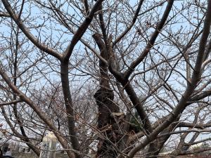 ハタザクラ蕾の様子（3月26日）