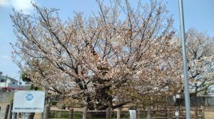 ハタザクラ全景（4月8日）