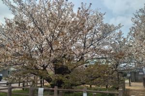 ハタザクラ全景（4月10日）