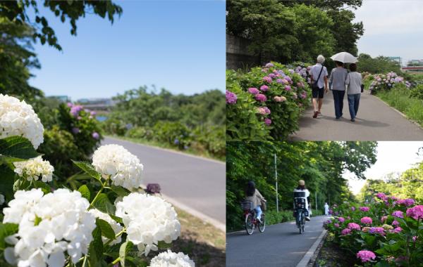 あじさいロードイメージ写真