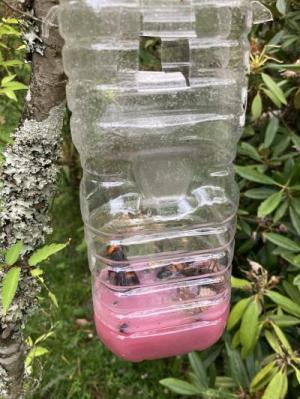スズメバチトラップ写真②