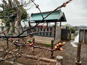 春の雨に濡れたハタザクラの花芽