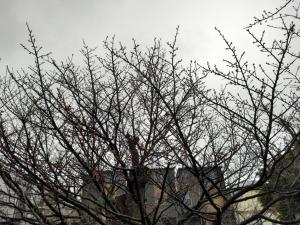 春の雨に濡れたハタザクラの花芽②