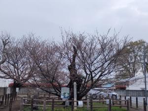 チョウショウインハタザクラ全景（令和8年3月30日）