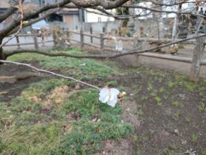 チョウショウインハタザクラの花（令和8年3月30日）
