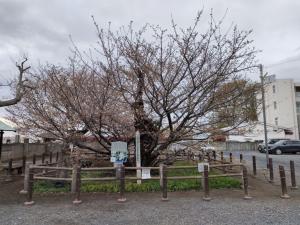 令和８年3月31日のチョウショウインハタザクラ①