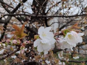 令和８年3月31日のチョウショウインハタザクラ②