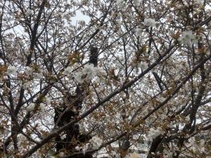 令和８年4月1日チョウショウインハタザクラ①