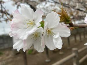 令和８年4月1日チョウショウインハタザクラ②