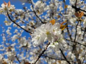 4月3日ハタザクラ①