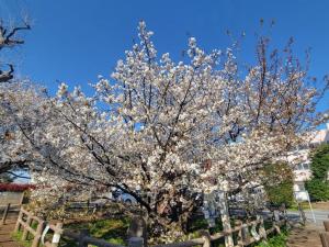 4月3日ハタザクラ②