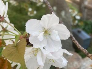 4月3日ハタザクラ③