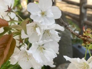 4月3日ハタザクラ④