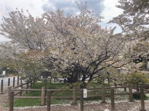 4月6日ハタザクラ全体