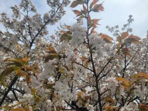 4月6日ハタザクラ枝ぶり