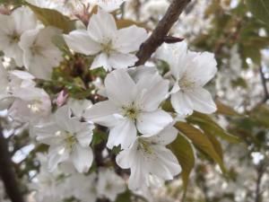 4月6日ハタザクラ花