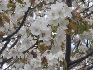 4月6日ハタザクラ蜂