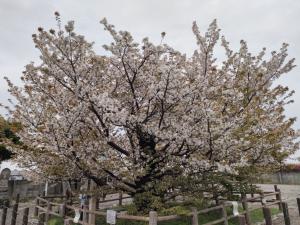 ハタザクラ2026年4月7日①