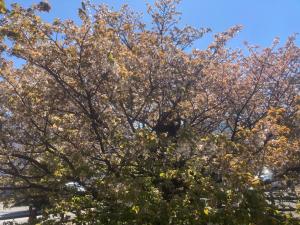 ハタザクラ令和8年4月8日①