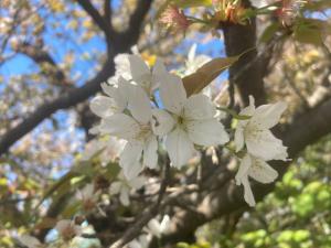 ハタザクラ令和8年4月8日②