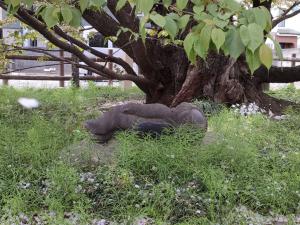 ハタザクラ令和8年4月9日