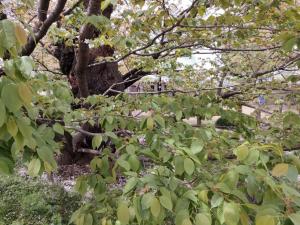 ハタザクラ令和8年4月9日②