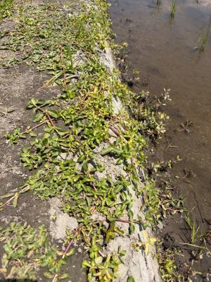 荒川堤外農地にて確認されたナガエツルノゲイトウ