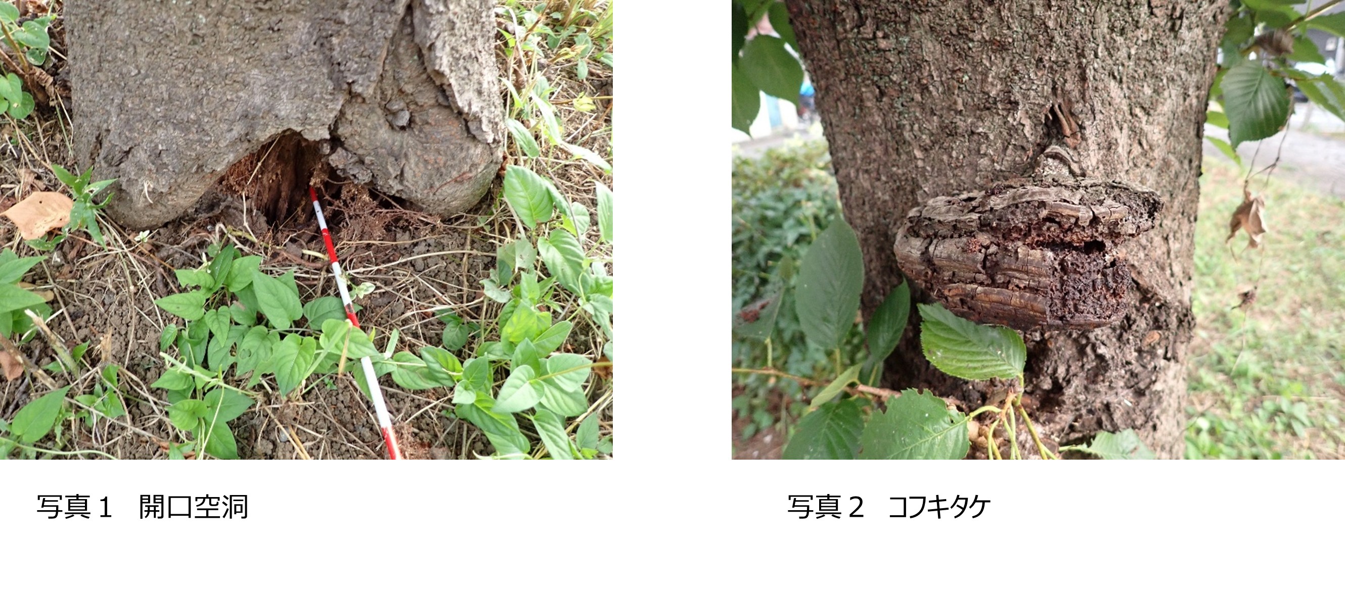 街路樹診断を行いました - ずっと住み続けたいまち 志木