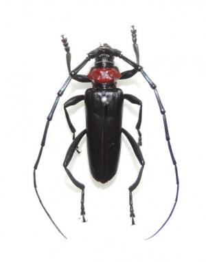 クビアカツヤカミキリ成虫